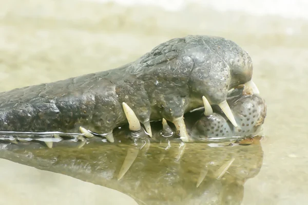 El gavial malayo —  Fotos de Stock