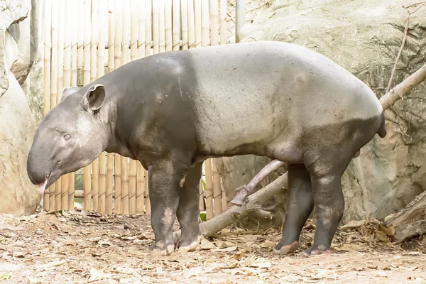 Brązowy tapir — Zdjęcie stockowe