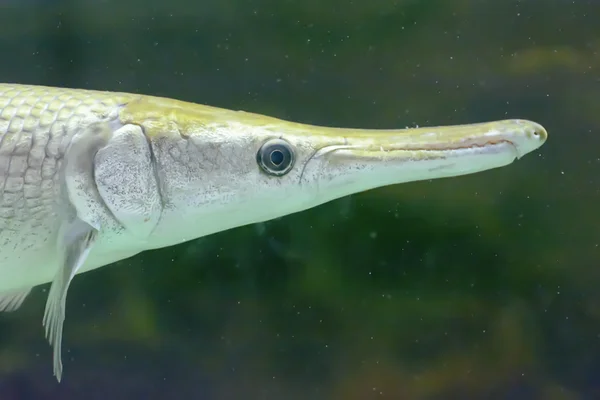 Die großen Fische — Stockfoto