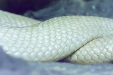 Albino Siyam Cobra