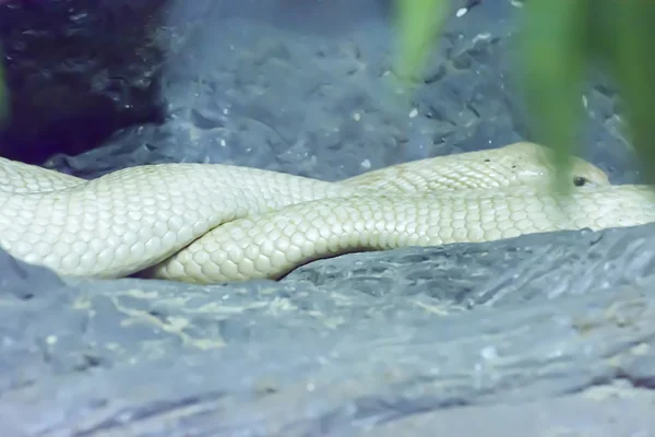 Albino Siamese Cobra — Zdjęcie stockowe