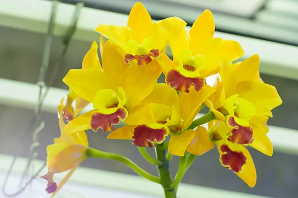 Cattleya orchidée dans beaucoup de couleurs et belle — Photo