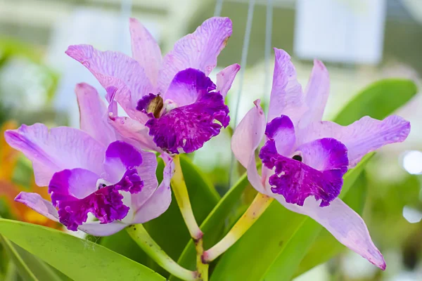 Orquídea de Cattleya en muchos colores y hermosa — Foto de Stock