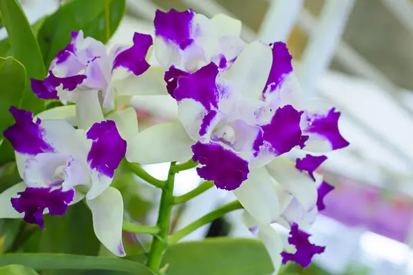Орхидея Каттлея во многих цветах и красивая — стоковое фото