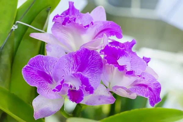 Cattleya orchid  in many colors and beautiful — Stock Photo, Image