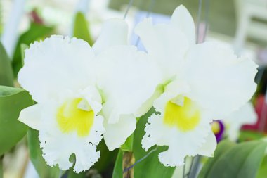 Cattleya orkide çok renkli ve güzel