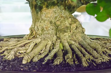 Bonsai küçük ağacıdır