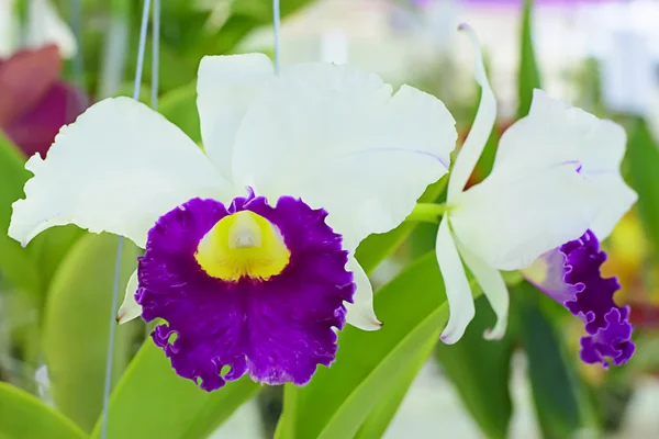 Cattleya orchidée dans beaucoup de couleurs et belle — Photo