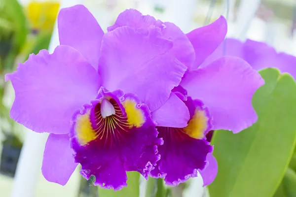 Orquídea de Cattleya en muchos colores y hermosa — Foto de Stock