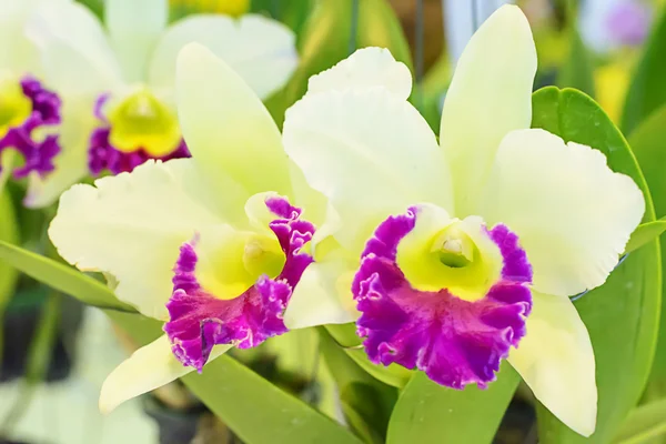 Orquídea de Cattleya en muchos colores y hermosa — Foto de Stock