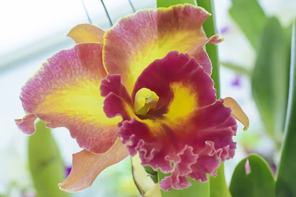 Cattleya orchid  in many colors and beautiful — Stock Photo, Image