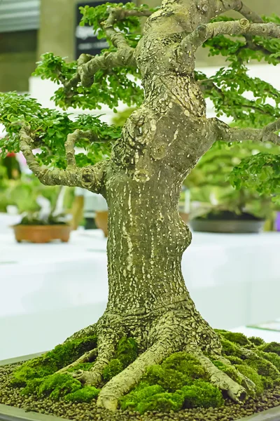 Bonsai es un pequeño árbol — Foto de Stock