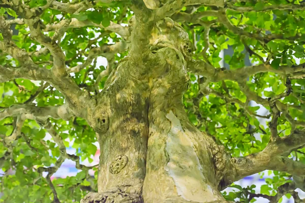 Bonsai es un pequeño árbol — Foto de Stock