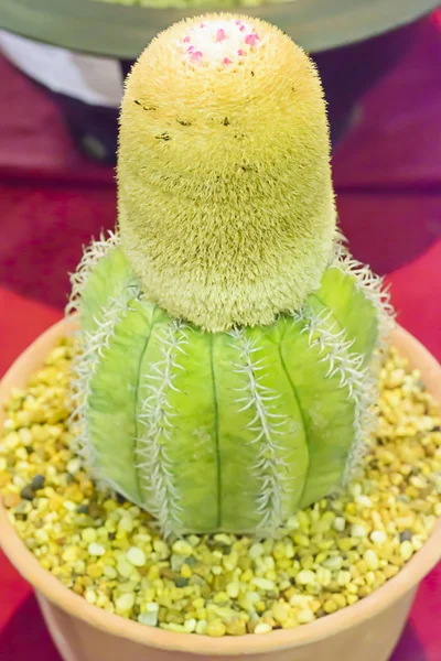 Cactus is een plant die is in de woestijn — Stockfoto