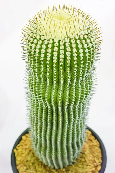 Cactus je rostlina, která je v poušti — Stock fotografie