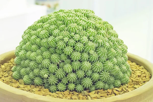 Cactus is een plant die is in de woestijn — Stockfoto