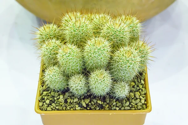 Cactus är en växt som är i öknen — Stockfoto
