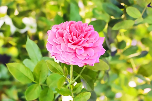 玫瑰在许多颜色和美丽 — 图库照片