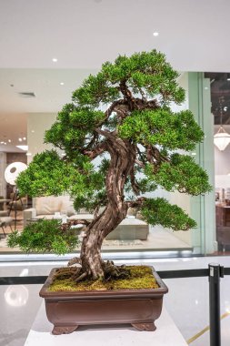 Saksılı bir bonsai ağacı. Dikkate değer güzellikte bir bonsai ağacı. Ahşap bir standın üzerinde adaçayı ya da bunjin benzeri bir figür ile süslenmiş..