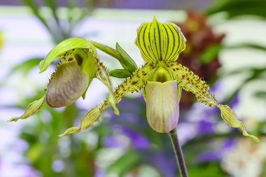 Paphiopedilum orkide