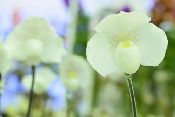 La Orquídea Paphiopedilum — Foto de Stock