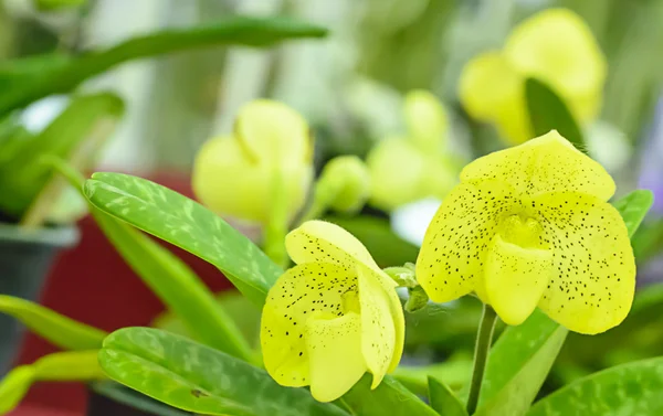 L'orchidée de Paphiopedilum — Photo