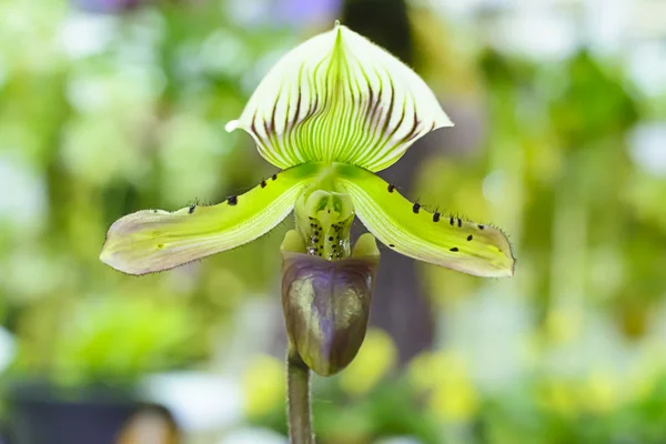 La Orquídea Paphiopedilum — Foto de Stock