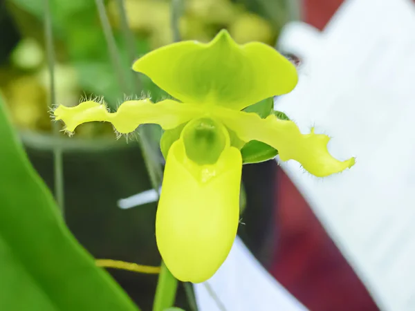 La Orquídea Paphiopedilum — Foto de Stock