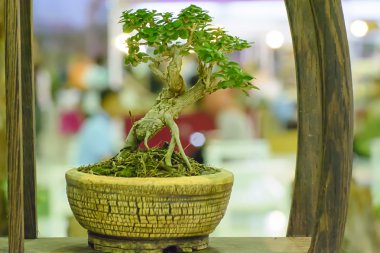 Sanat Bonsai