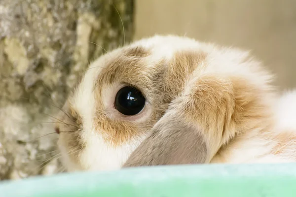 ウサギは哺乳類です。 — ストック写真