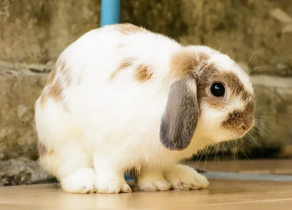 Rabbits are mammals — Stock Photo, Image