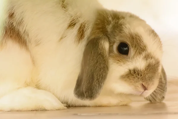 Kaniner är däggdjur — Stockfoto