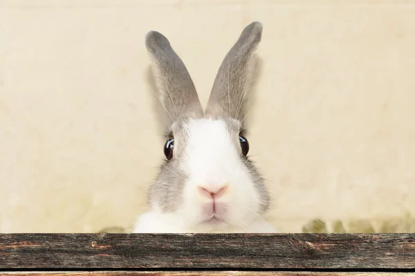 Les lapins sont des mammifères — Photo