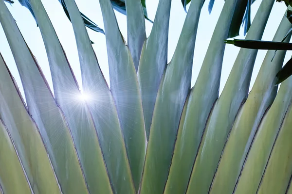 Strelitzia is een plant die ziet er uitstekende — Stockfoto