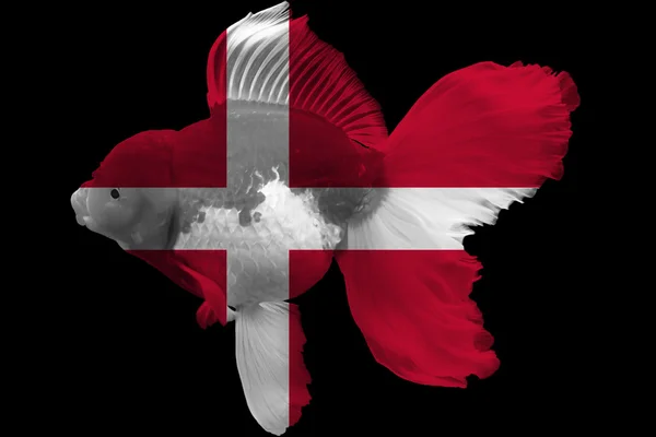 Flagga Danmark på guldfisk — Stockfoto