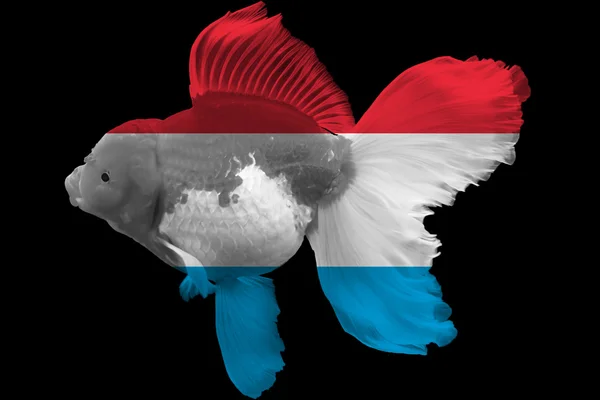 Drapeau du Luxembourg sur les poissons rouges — Photo