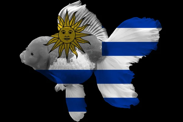 Flaga Urugwaju na złota rybka — Zdjęcie stockowe