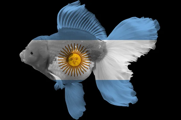 Флаг Аргентины на золотых рыбках — стоковое фото