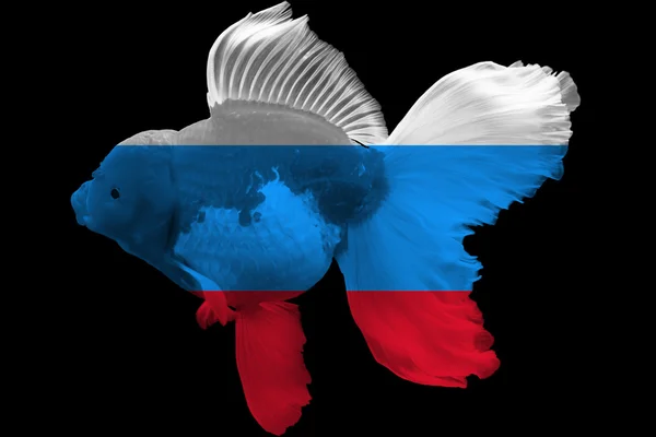Флаг России по золотой рыбке — стоковое фото