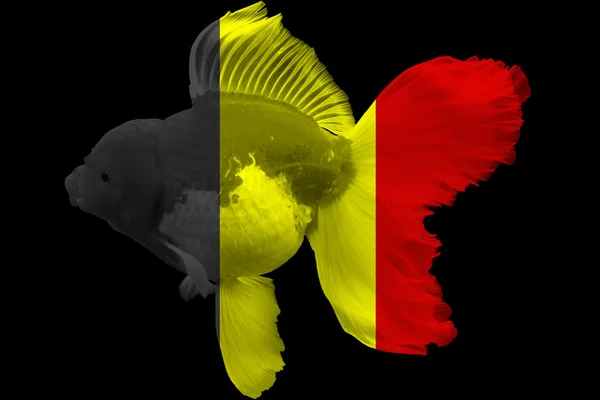 Bandiera del Belgio sui pesci rossi — Foto Stock