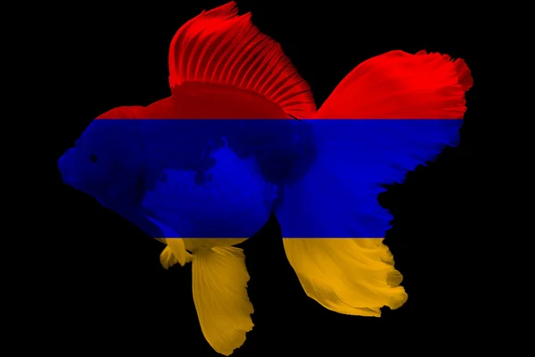 Bandiera dell'Armenia sui pesci rossi — Foto Stock