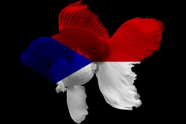 Флаг Чехословакии на золотых рыбках — стоковое фото