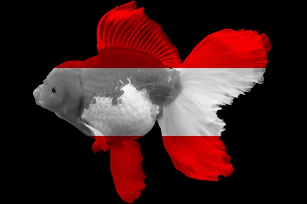 Flaggan av Österrike på guldfisk — Stockfoto