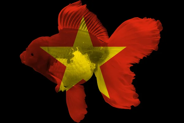 Bandera de Vietnam en goldfish —  Fotos de Stock