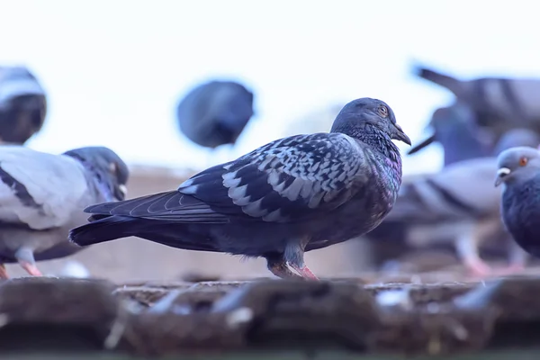 Holub v přírodě — Stock fotografie