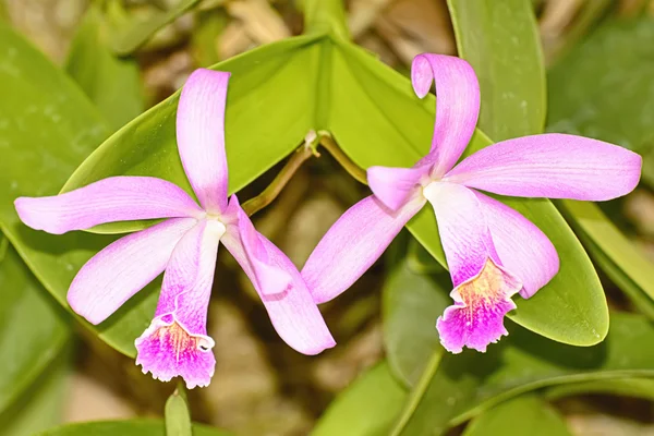 La orquídea cattleya — Foto de Stock
