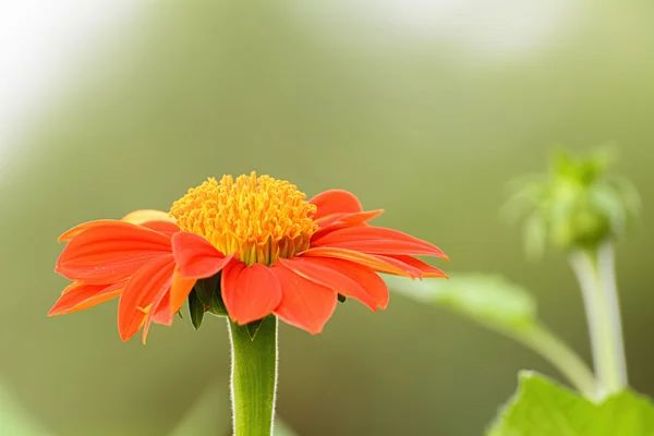 Mexická slunečnice — Stock fotografie