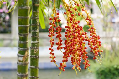 Areca catechu etkileri