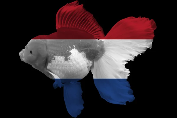 Прапор Нідерланди на Золоті рибки — стокове фото