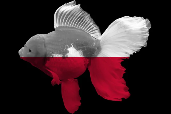 Флаг Польши по золотым рыбкам — стоковое фото